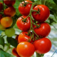 cherry_tomato project thumbnail