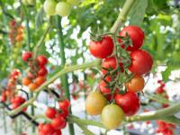 Tomato_Ripeness2 project thumbnail