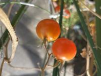 Tomato_Ripeness project thumbnail