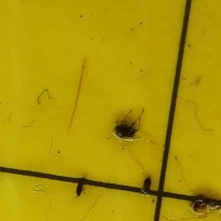 Insects-originais-320-320 project thumbnail