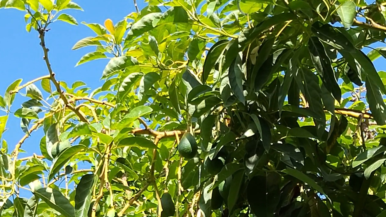 avocado Object Detection Dataset by Project