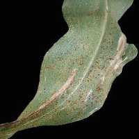 Plant Disease Detector project thumbnail