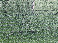corndamagedetectionaerial project thumbnail