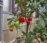 detect-and-counting-tomatos project thumbnail