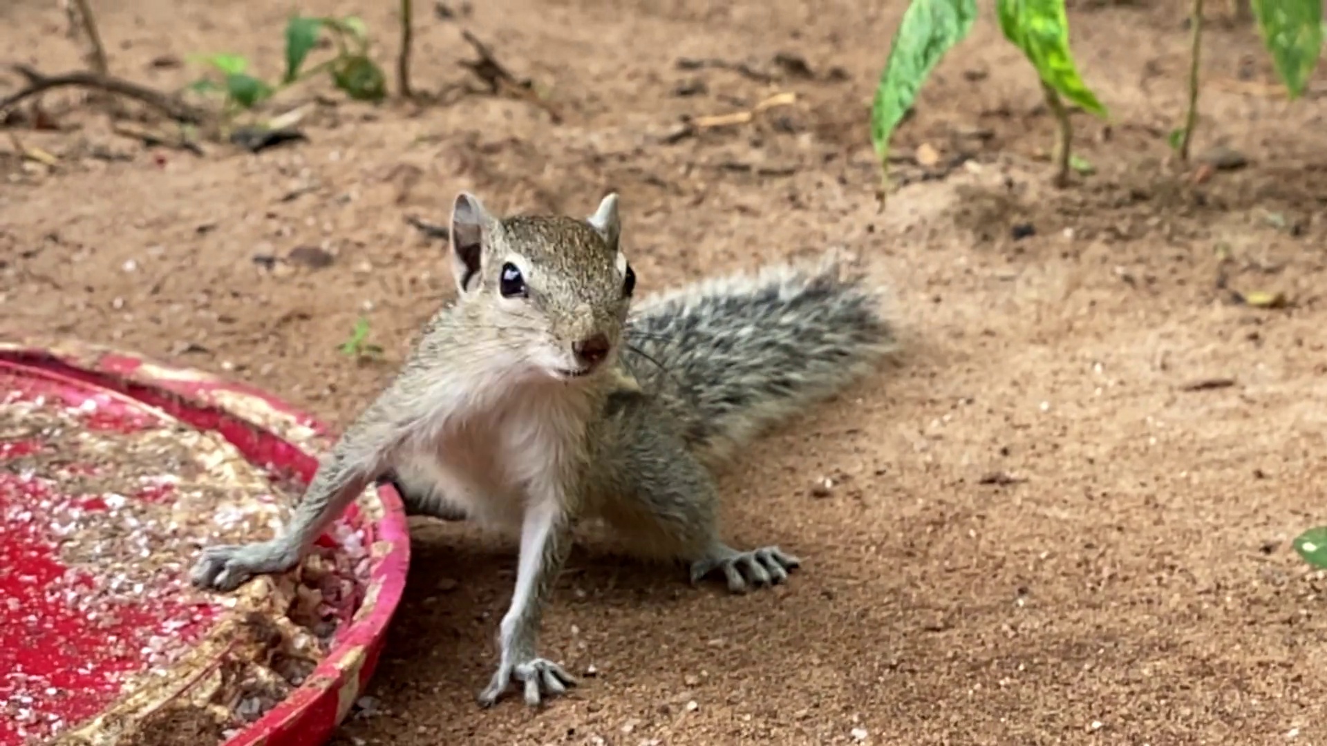 Squirrel Object Detection Dataset by Aparna