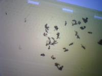 Pest_trap project thumbnail