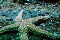 Detection Sea Animals project thumbnail