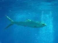 DeepFishNet++ project thumbnail
