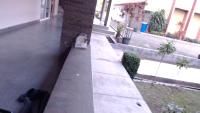 bird-video project thumbnail