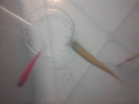 ZebraFish project thumbnail