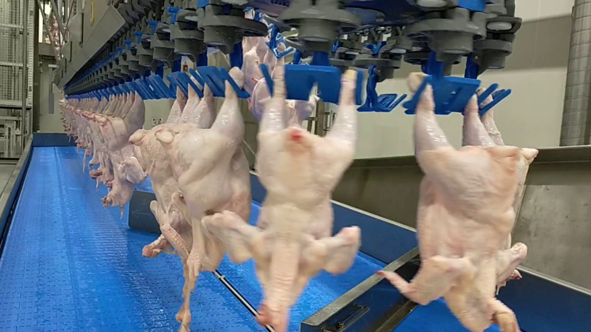 chicken detection Object Detection Dataset by Jansher Mughal