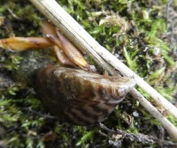 Chesapeake Bay Bivalve Identification project thumbnail