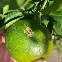 citrus_scab project thumbnail