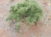 Rangeland heterogeneity management - Original Images project thumbnail