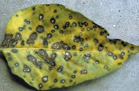 Plant Leaf Disease Detection project thumbnail