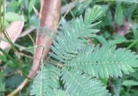 MimosaPudica project thumbnail