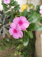 CatharanthusRroseus project thumbnail