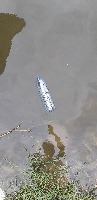 trash detection project thumbnail