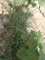 Cotton_Weed_F project thumbnail