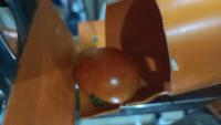 tomato-thesis-e4 project thumbnail