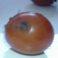 tomato detection and classificat project thumbnail