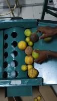 Orange Defect Detection project thumbnail