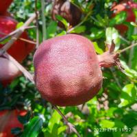  Fruit Disease Detection project thumbnail