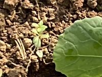 weed_afro project thumbnail