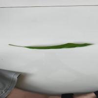 Daun_Mangga project thumbnail