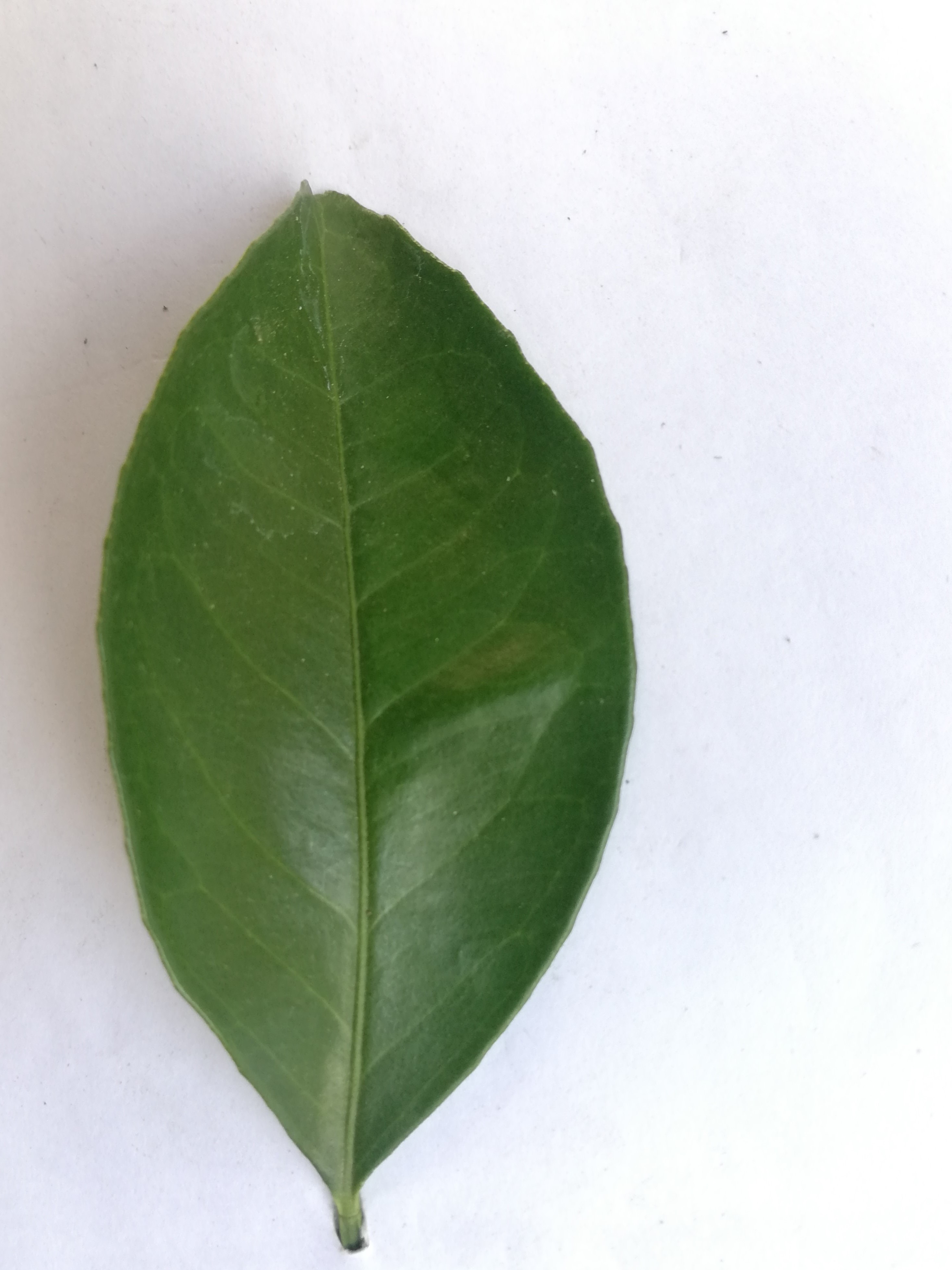 Citrus leaf object detection dataset and pre trained model by machine