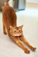 Cat project thumbnail