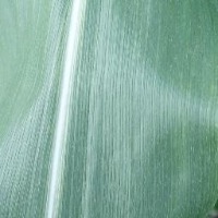 Leaf Disease project thumbnail