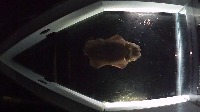 cuttlefish project thumbnail