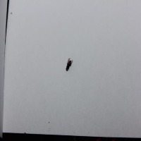 insect project thumbnail
