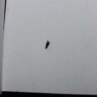 insect3_complete project thumbnail