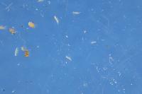 metazoa1 project thumbnail