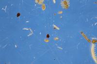 metazoa_segm project thumbnail