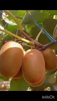kiwi project thumbnail