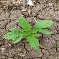 weed_detection project thumbnail