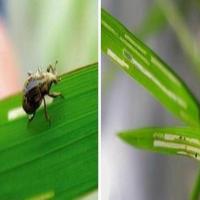 Rice Water Weevil project thumbnail
