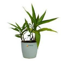 Alpinia Galanga (Rasna) project thumbnail