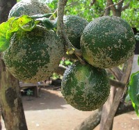 Calamansi Identificator project thumbnail