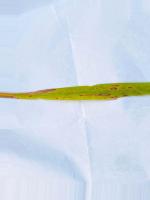 IRRI rice leaf Disease Segmentation project thumbnail