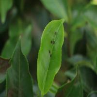 Tea Disease  project thumbnail