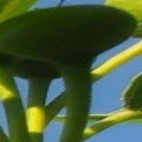pear_seg project thumbnail