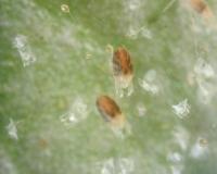 Indoor_Pest_Detector project thumbnail