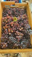 grape_classification project thumbnail