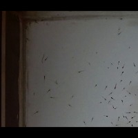 testing_shrimp_seed_500_60% project thumbnail