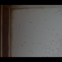 testing_shrimp_seed_400 project thumbnail