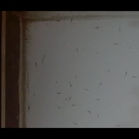 testing_shrimp_seed_206 project thumbnail